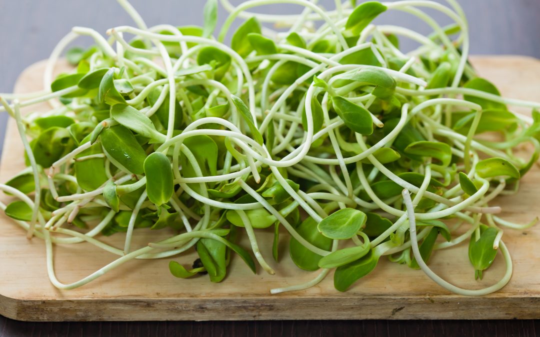 power-behind-the-sunflower-shoots-flavor-360